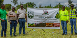 12,000 pine seedlings planted as ABSA & Zaffico PLC backs provincial reforestation drive